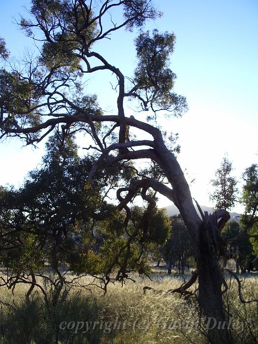 Eucalypt, Yarrowyck IMGP9797.JPG